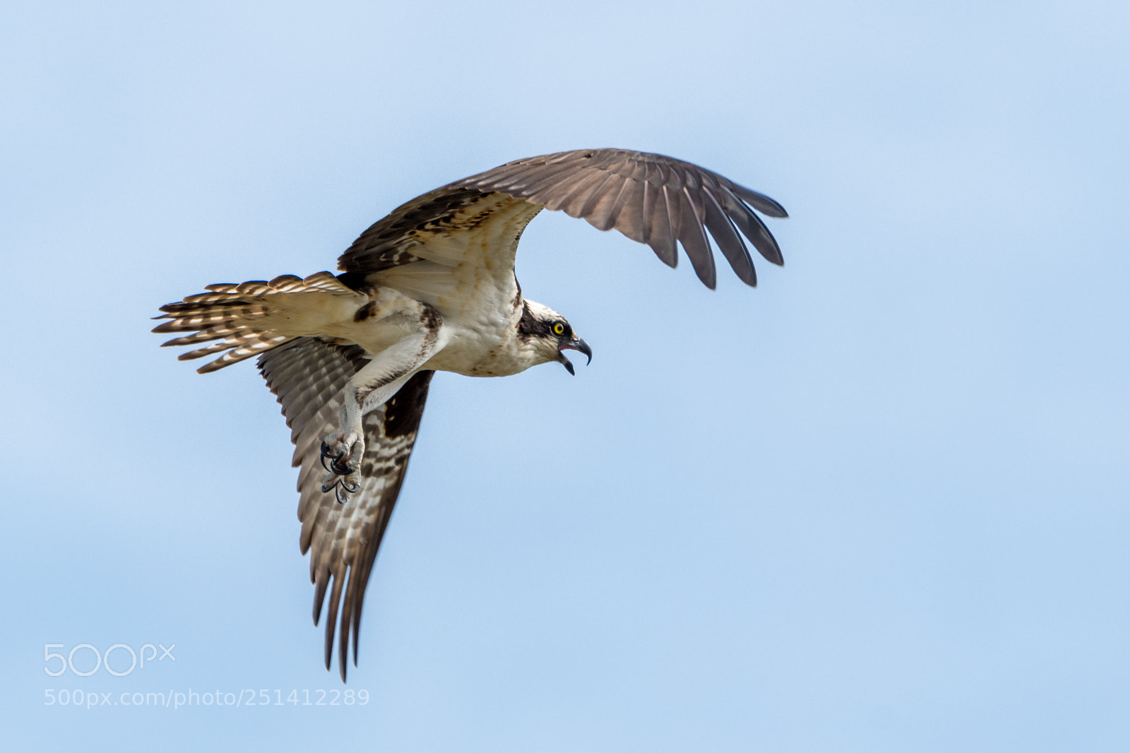 Nikon D500 sample photo. Osprey in flight photography