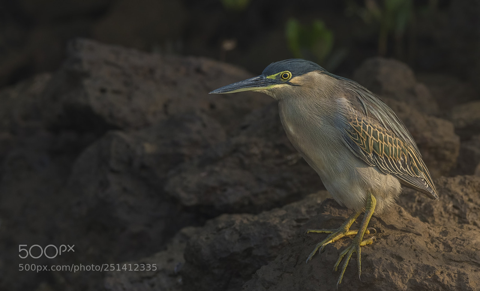 Nikon D500 sample photo. Striated heron photography