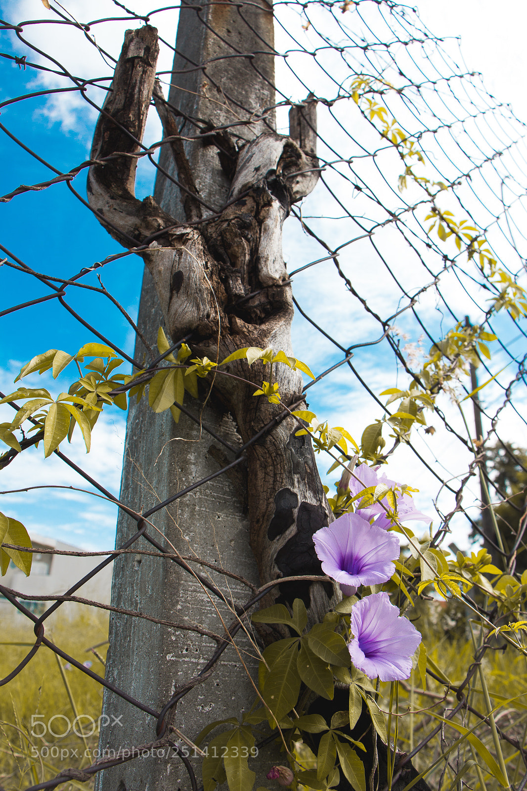 Canon EOS 650D (EOS Rebel T4i / EOS Kiss X6i) sample photo. A for a da photography