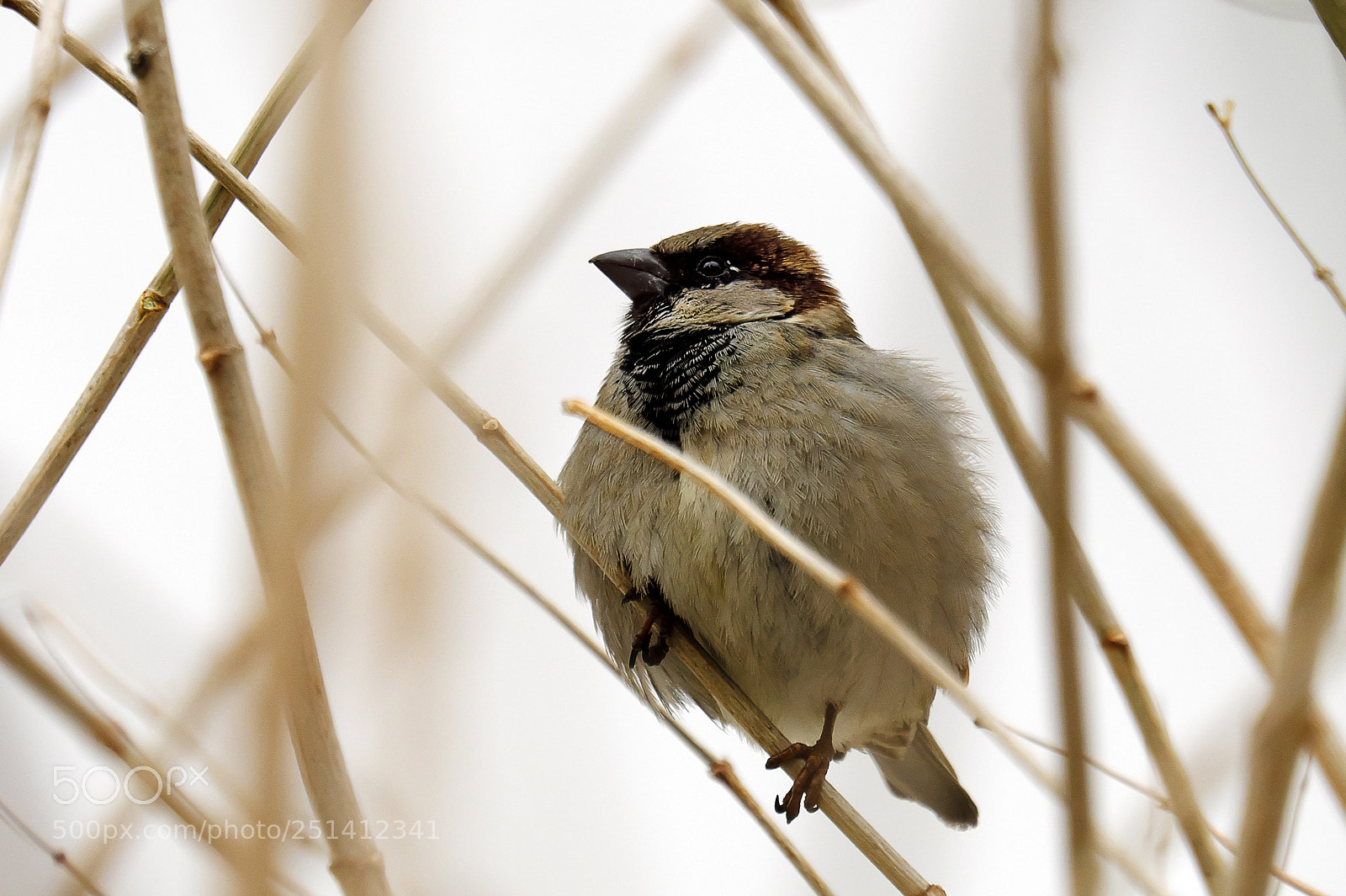 Fujifilm X-T20 sample photo. The well-fed sparrow photography