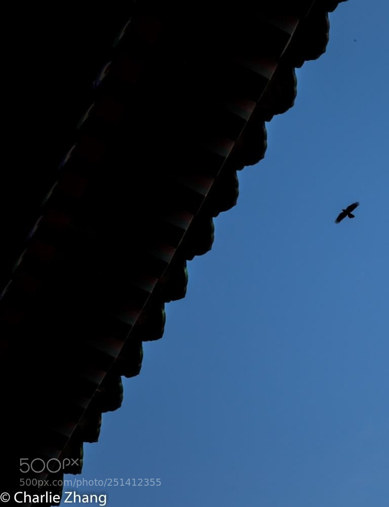 Canon EOS-1D X sample photo. Untitled photography