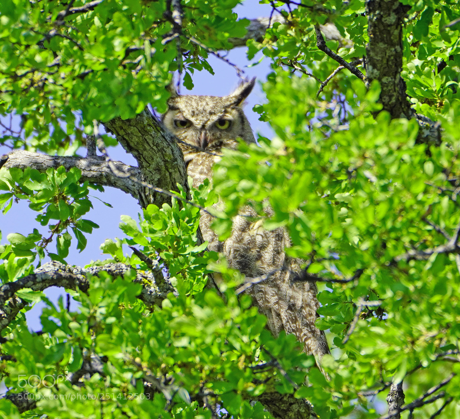 Sony a7R III sample photo. Great horned owl photography