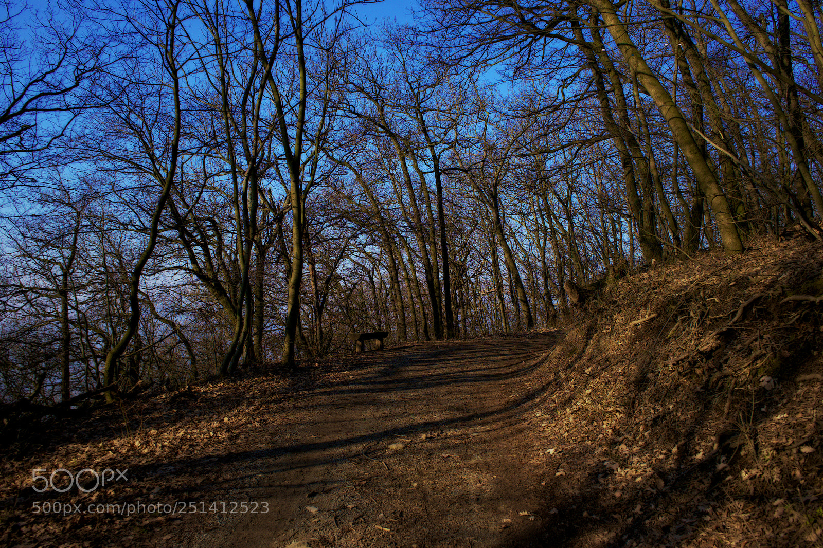 Sony a7 sample photo. Winter forest photography