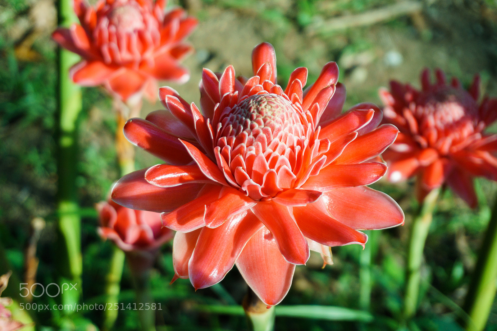 Sony Alpha a5000 (ILCE 5000) sample photo. Torch ginger photography