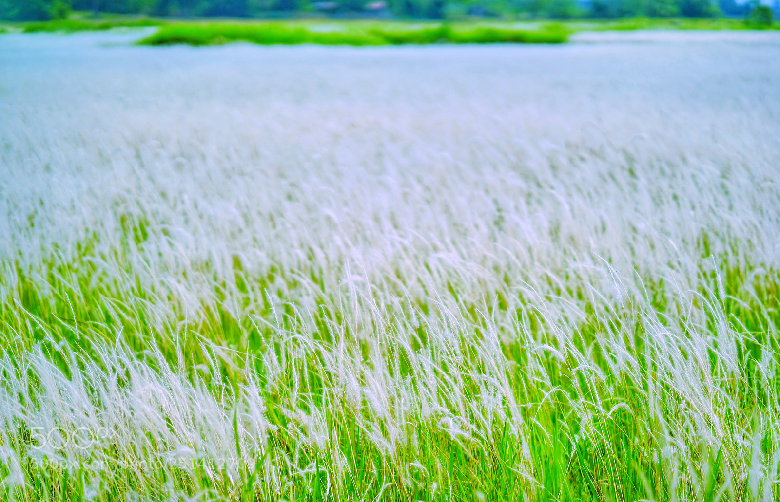 Sony a7 sample photo. Untitled photography