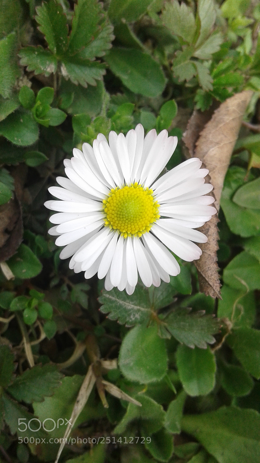 Samsung Galaxy J1 sample photo. Untitled photography