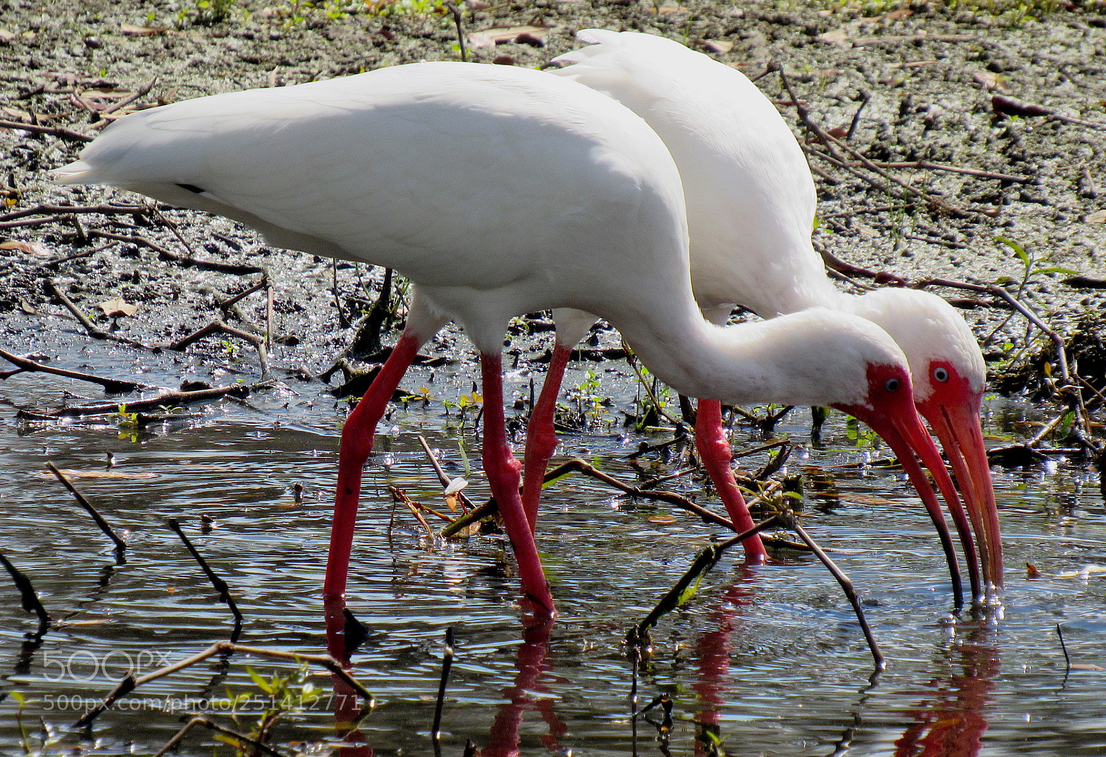 Canon PowerShot SX530 HS sample photo. Florida ibis photography