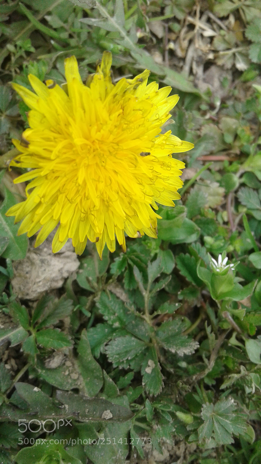 Samsung Galaxy J1 sample photo. Untitled photography