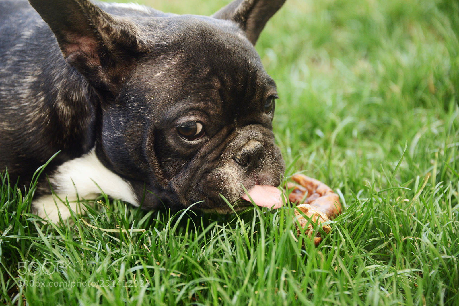 Nikon D800 sample photo. French bulldog puppy photography