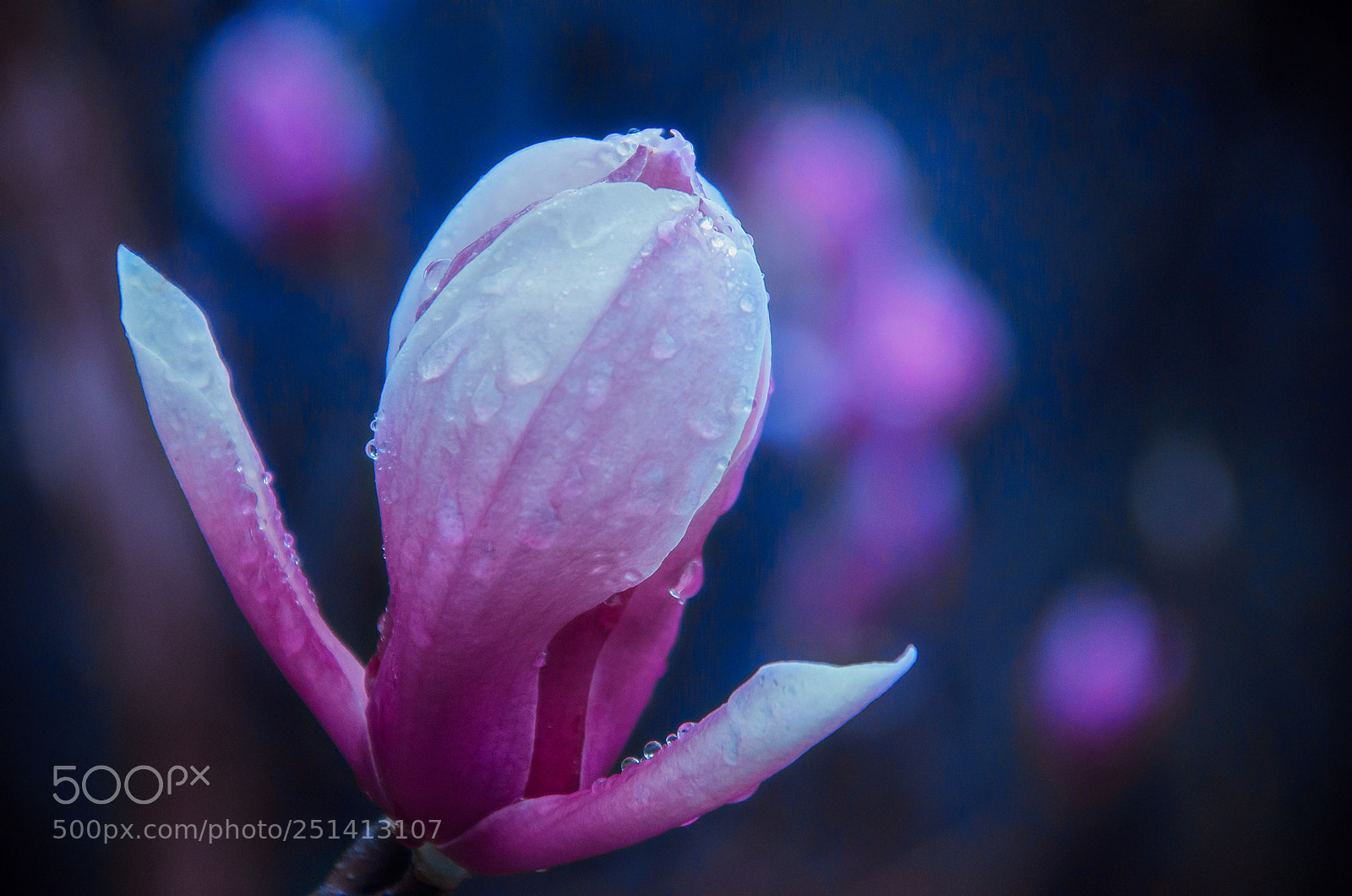 Nikon D7000 sample photo. Magnoliadenudata photography