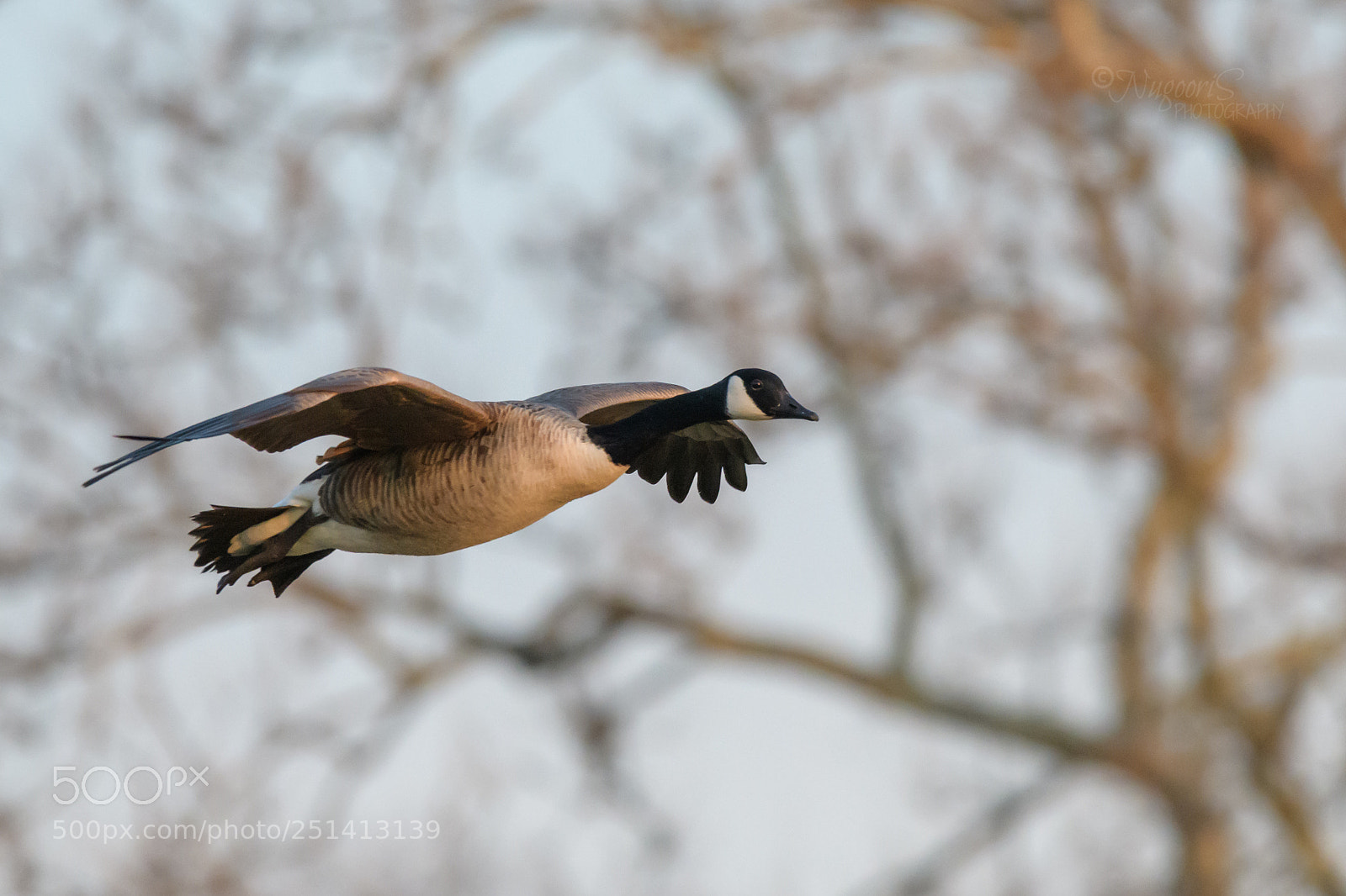 Nikon D500 sample photo. Canada goose photography