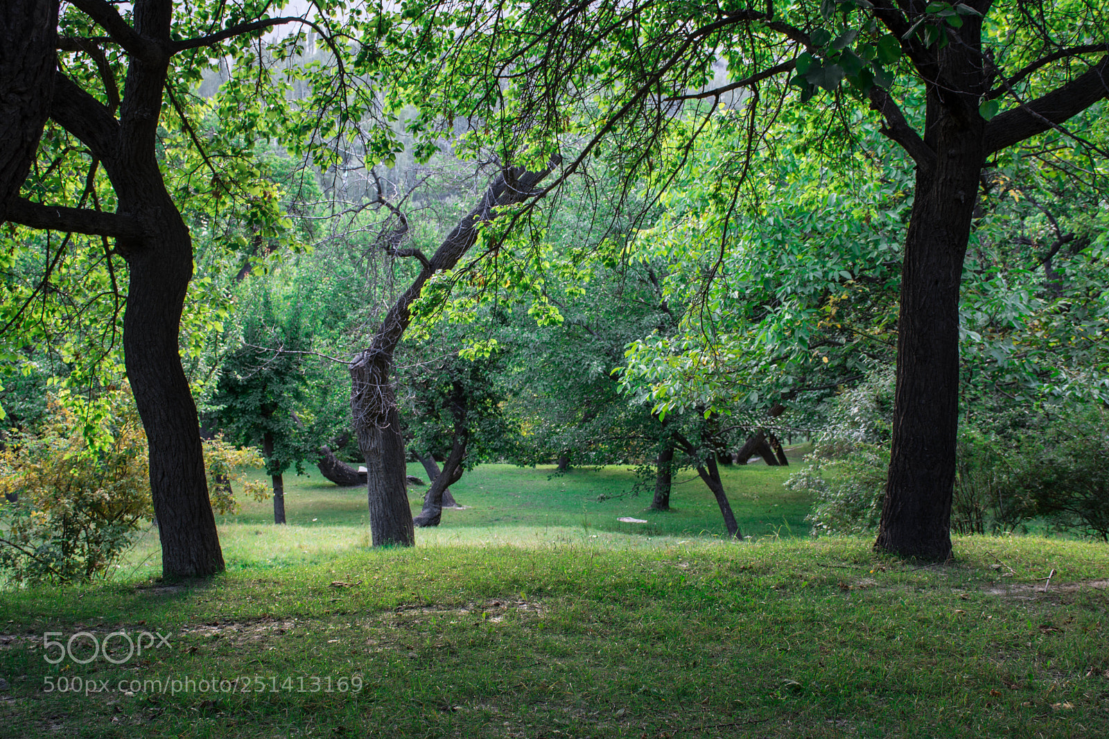 Nikon D7100 sample photo. Royal garden, altit fort photography