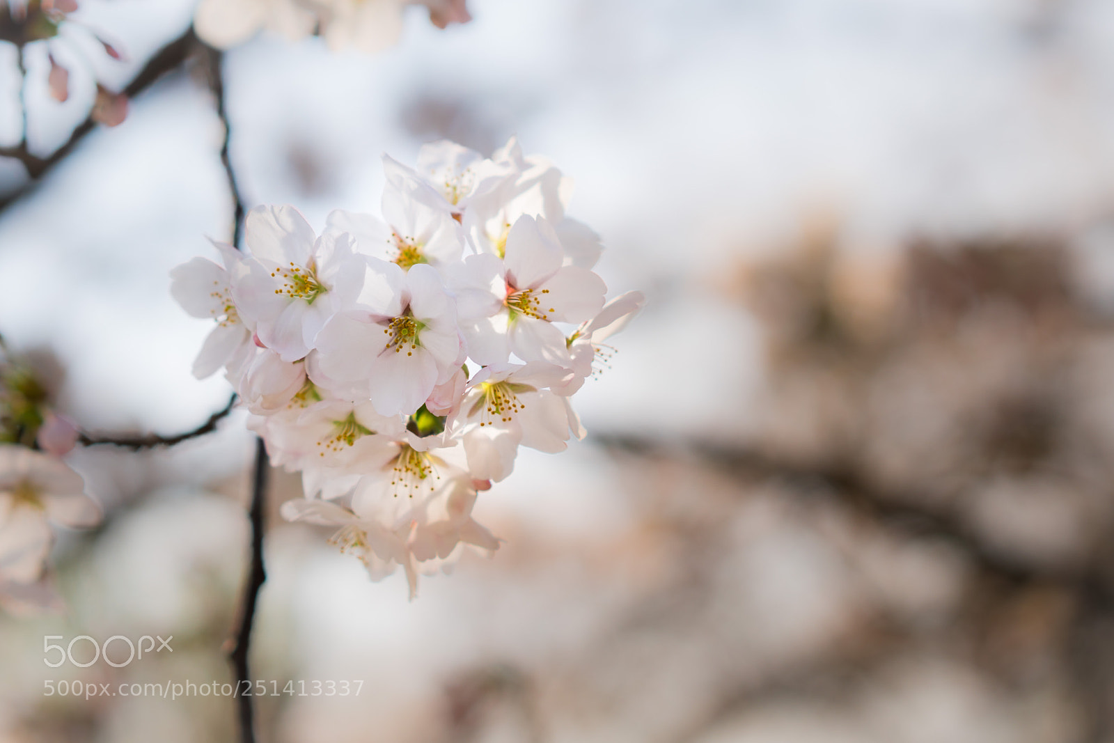 Sony a6500 sample photo. Yoshino cherry photography