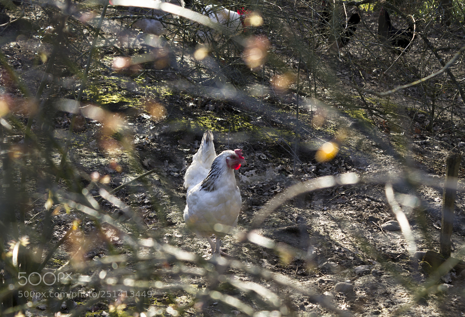 Canon EOS 1100D (EOS Rebel T3 / EOS Kiss X50) sample photo. The french cock photography