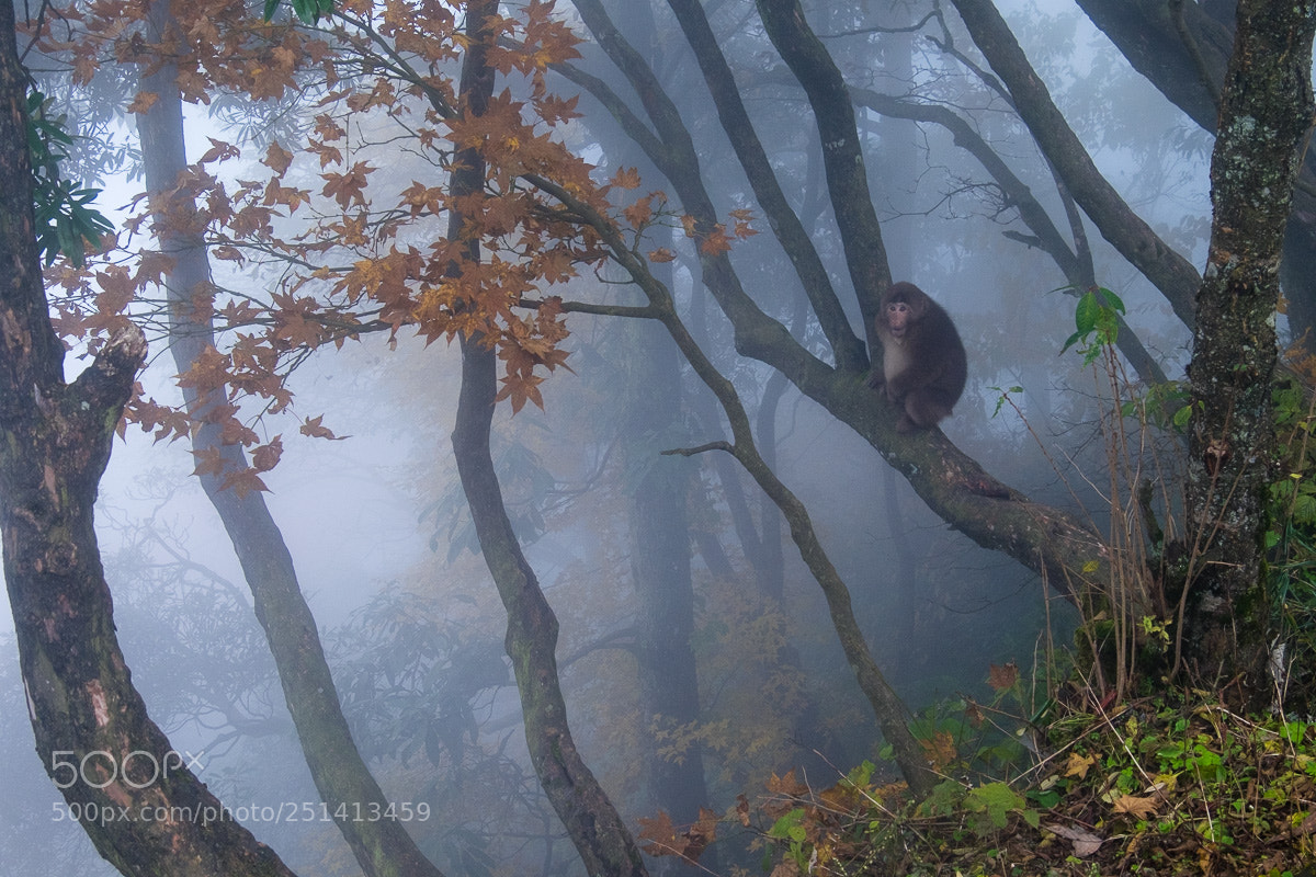 Fujifilm X-T1 sample photo. Tibetan macaque in the photography