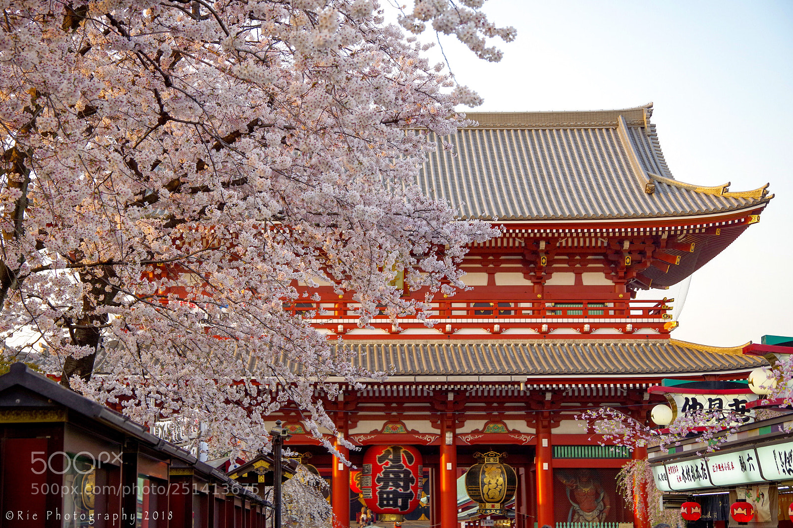 Pentax K-1 sample photo. Spring in tokyo photography