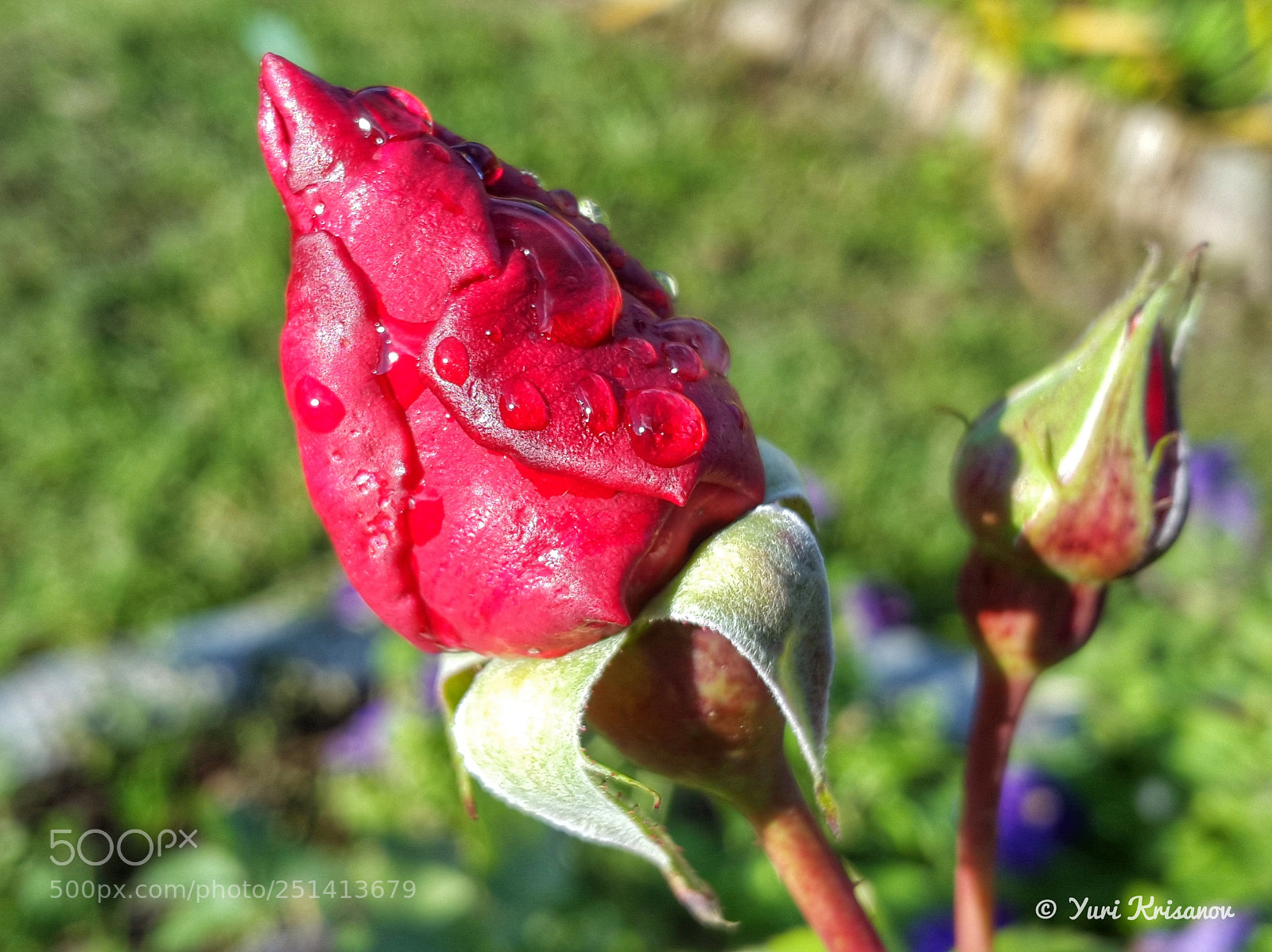 Samsung Galaxy Alpha sample photo. Rose bud after the photography