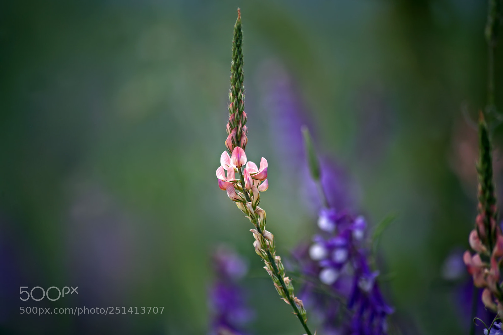 Canon EOS 5D sample photo. Spring impression photography