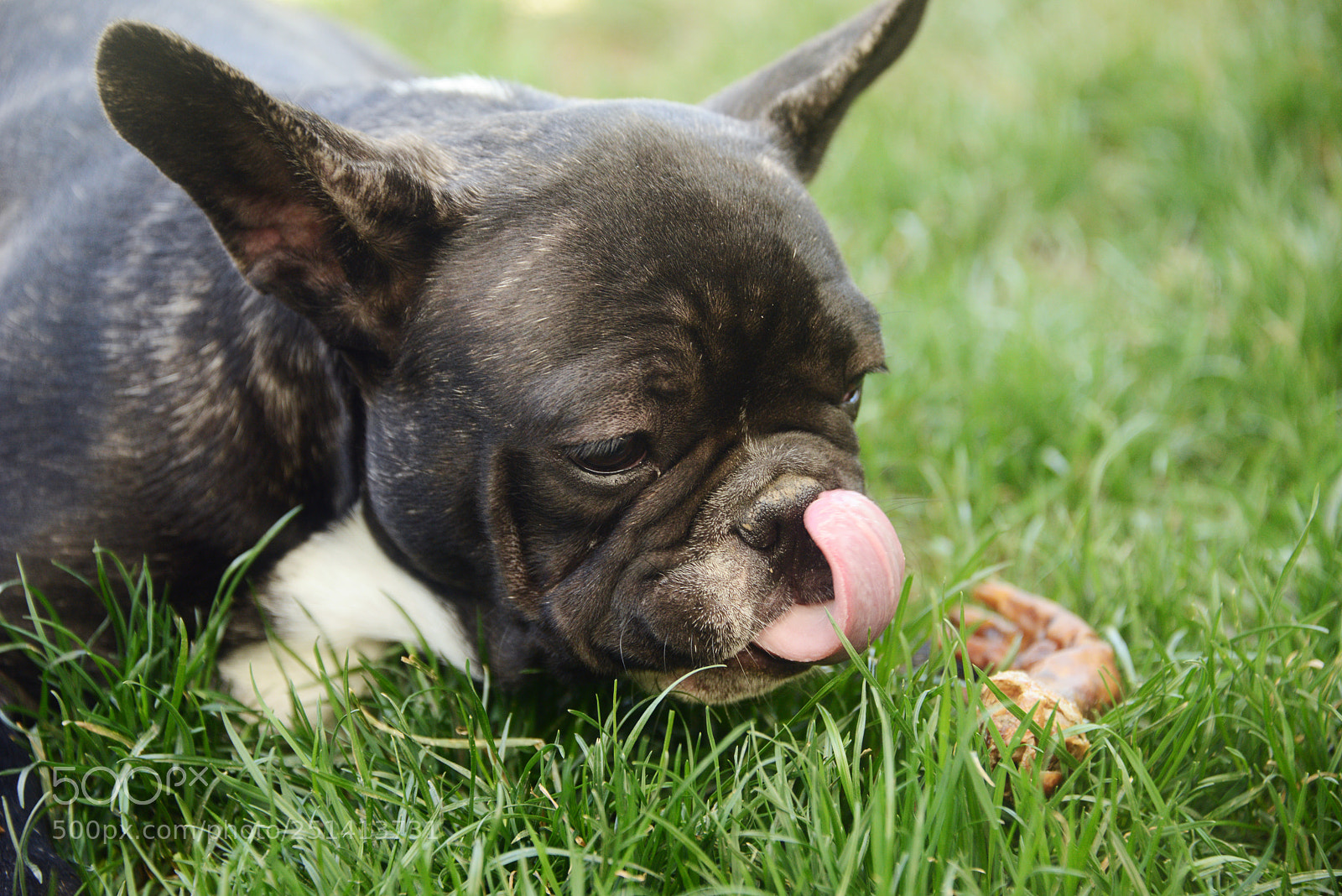 Nikon D800 sample photo. French bulldog puppy photography