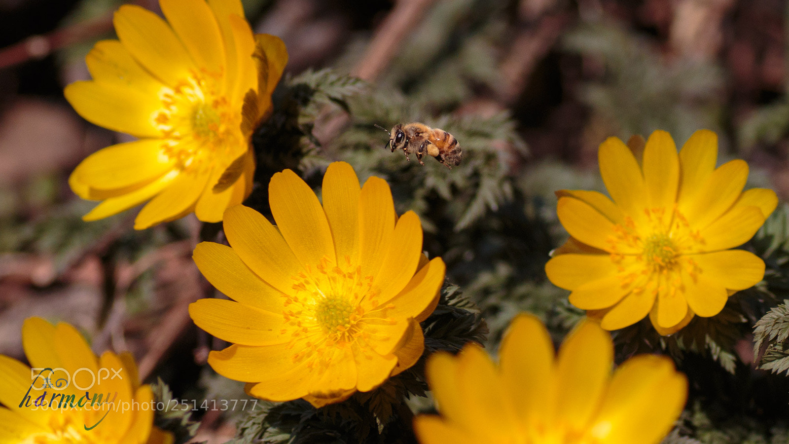 Canon EOS 70D sample photo. From flower to another photography