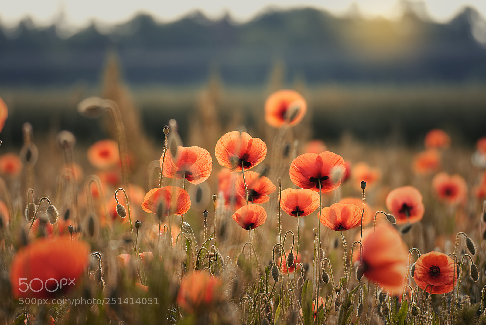 Nikon D3000 sample photo. Poppy field photography