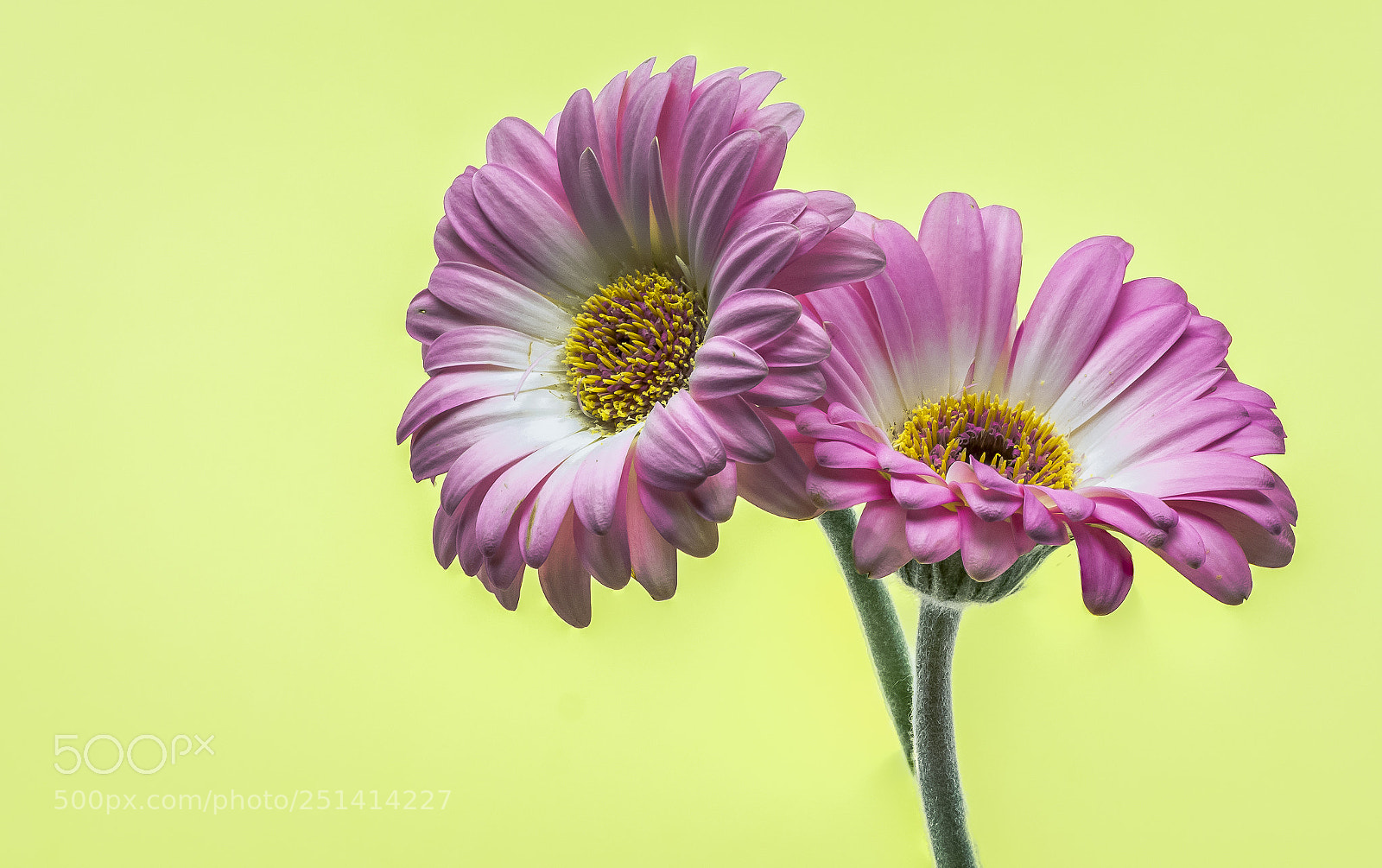 Sony SLT-A58 sample photo. Gerbera photography