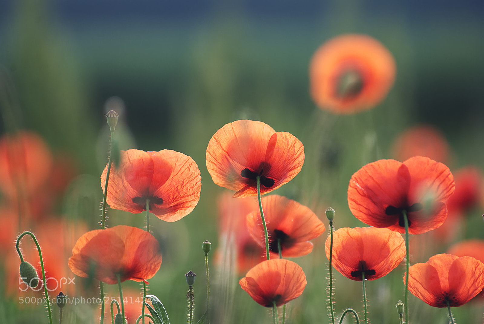 Nikon D3000 sample photo. Poppy field photography