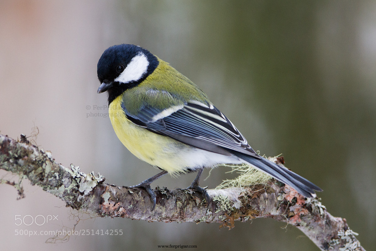 Canon EOS 7D sample photo. Great tit photography