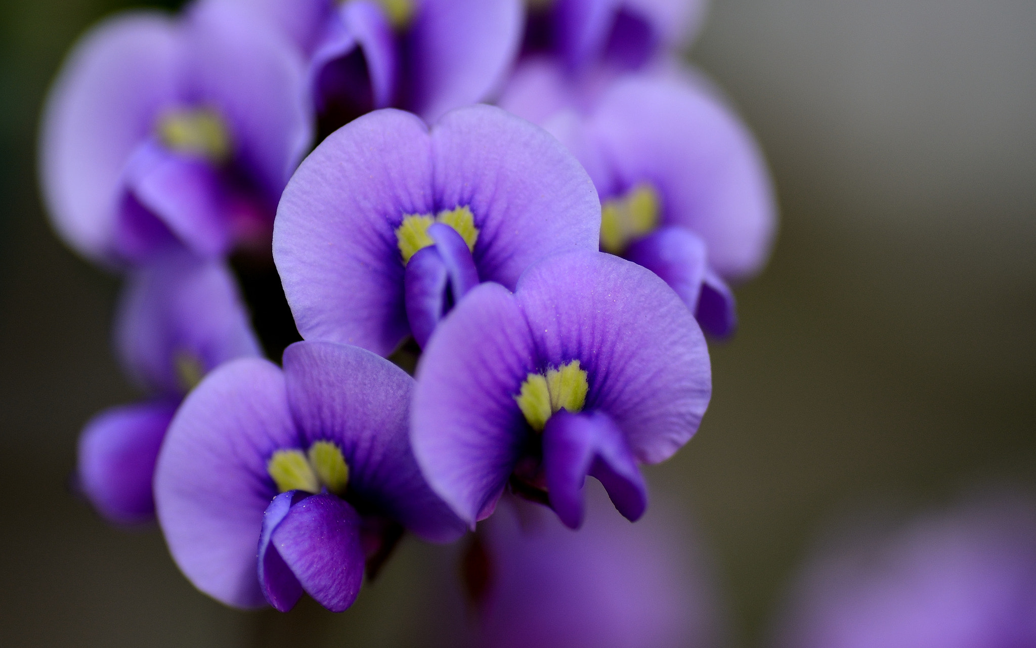 Nikon D7100 sample photo. Small flowers photography