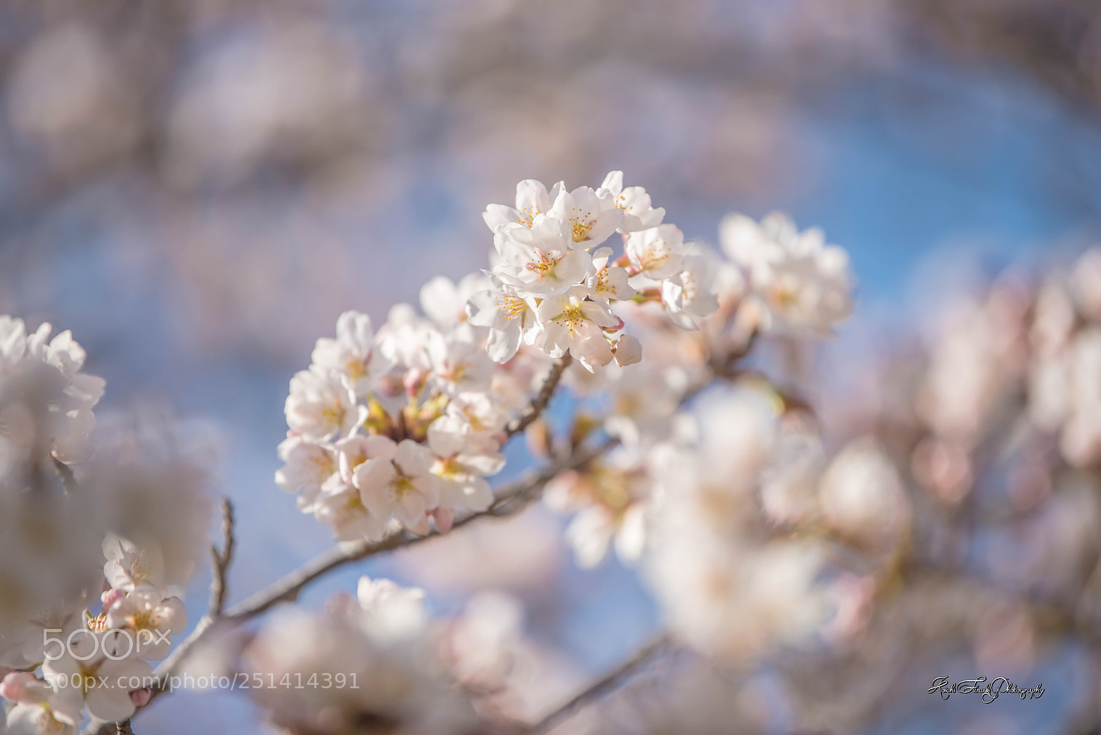 Nikon D810 sample photo. Full bloom photography