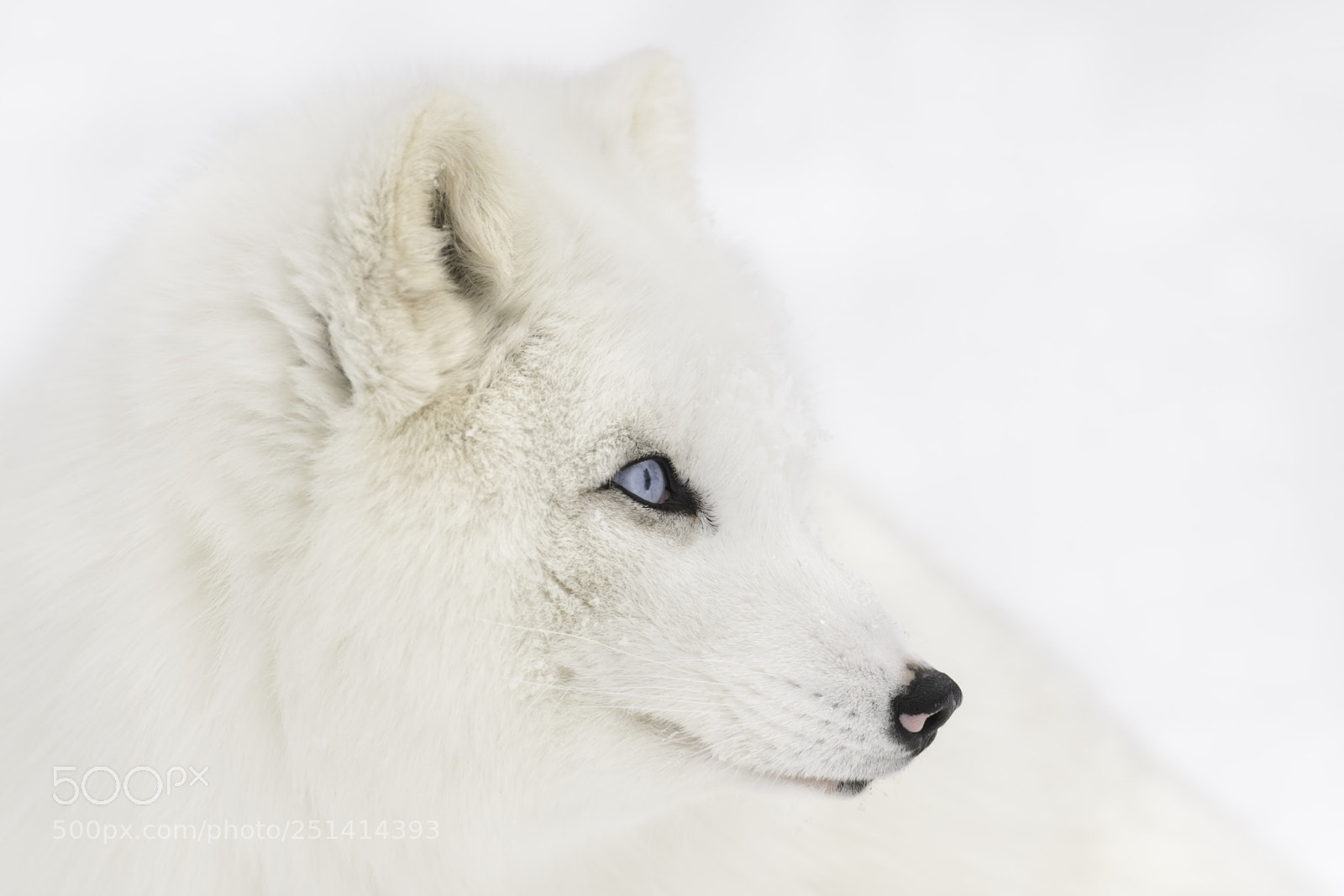 Nikon D850 sample photo. An arctic fox look photography