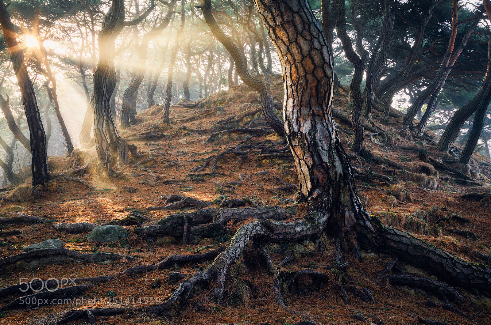 Canon EOS 5D Mark IV sample photo. Roots of time photography