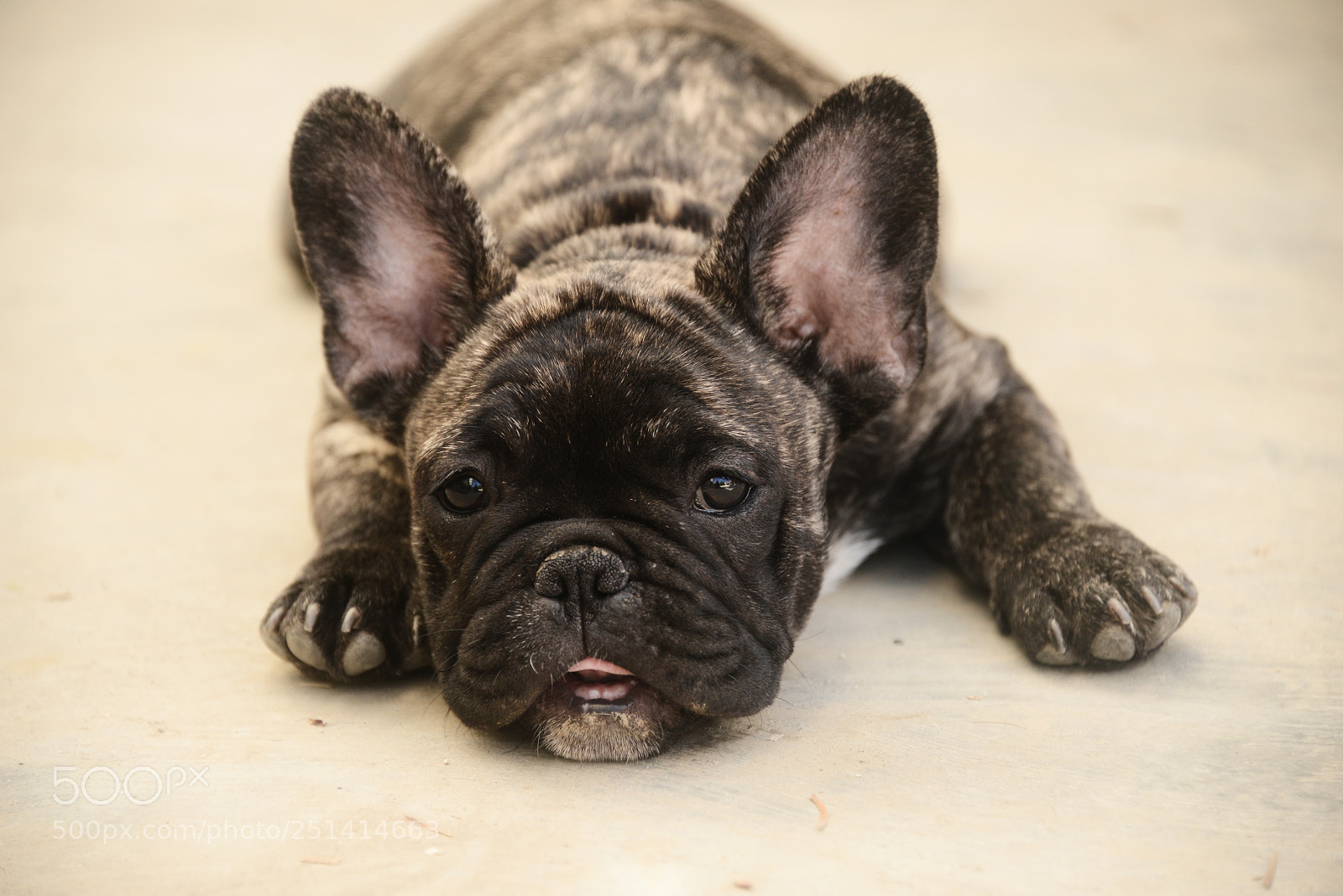 Nikon D800 sample photo. French bulldog puppy photography