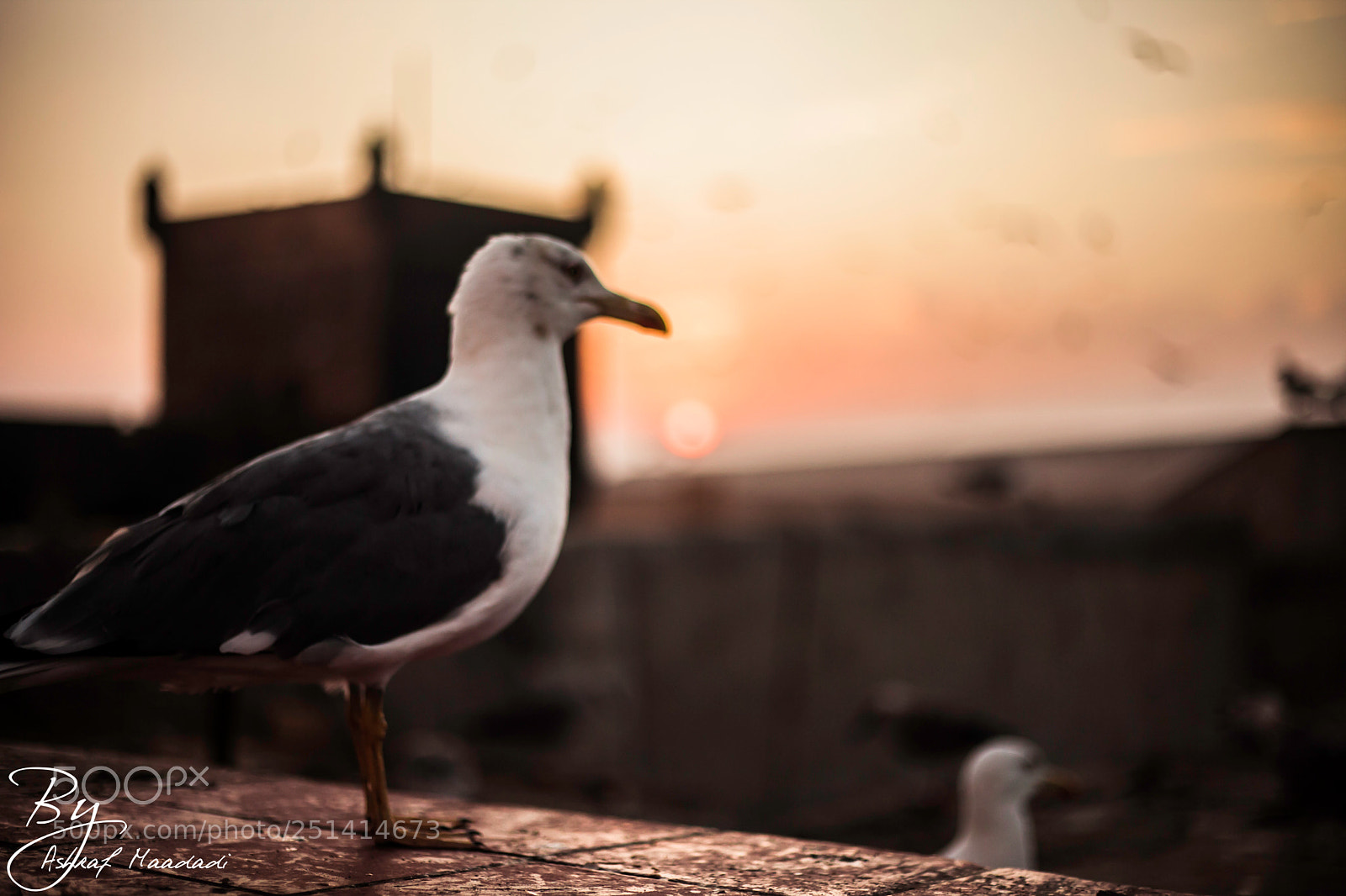 Canon EOS 5D Mark II sample photo. Seagull photography