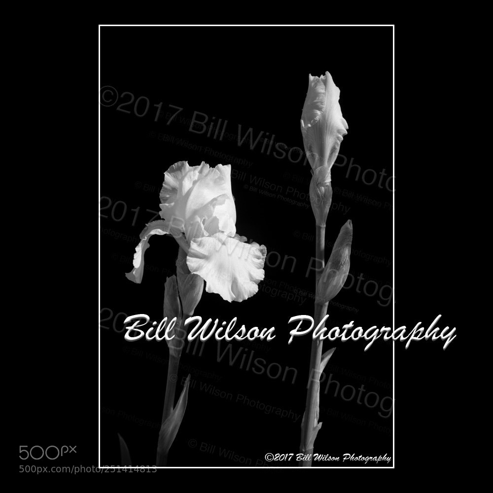 Nikon D3 sample photo. White iris photography