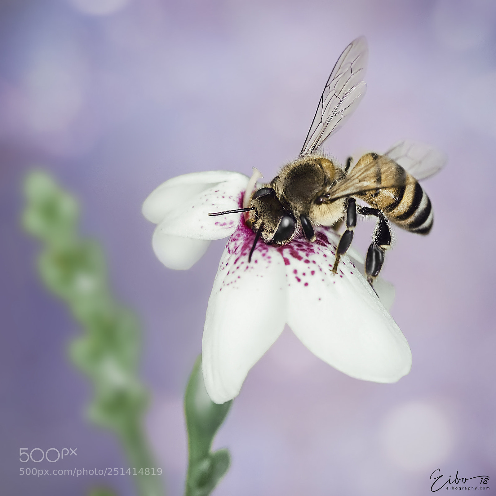 Canon EOS 5D Mark II sample photo. Kiss of life photography