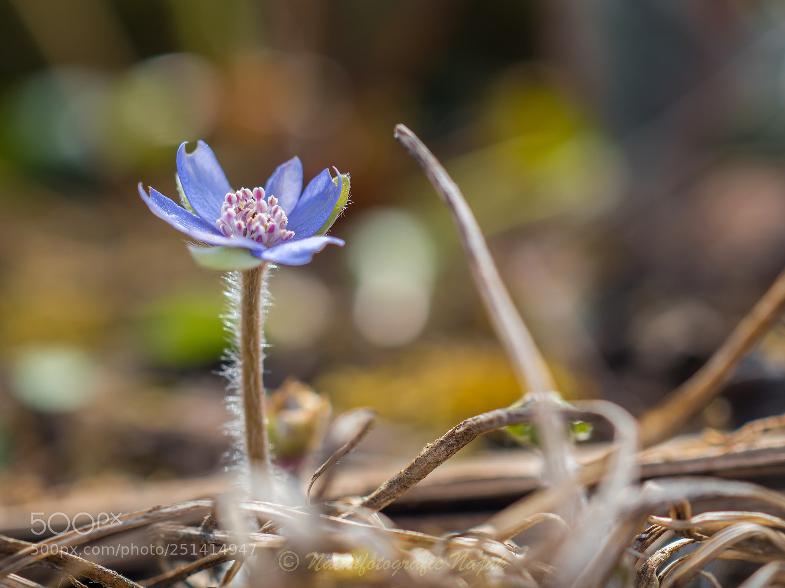 Olympus PEN-F sample photo. Liverwort photography