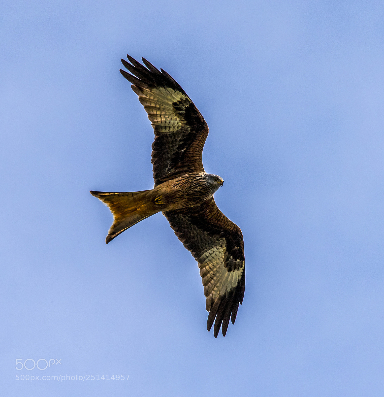 Nikon D5 sample photo. Today´s red kite photography