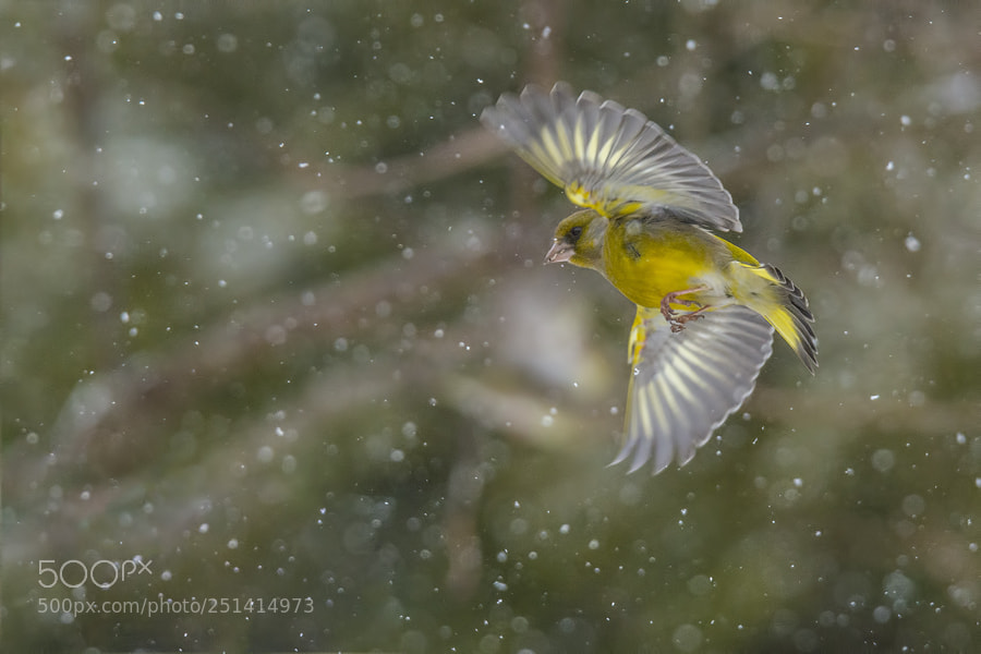 Nikon D7100 sample photo. Greenfinch photography