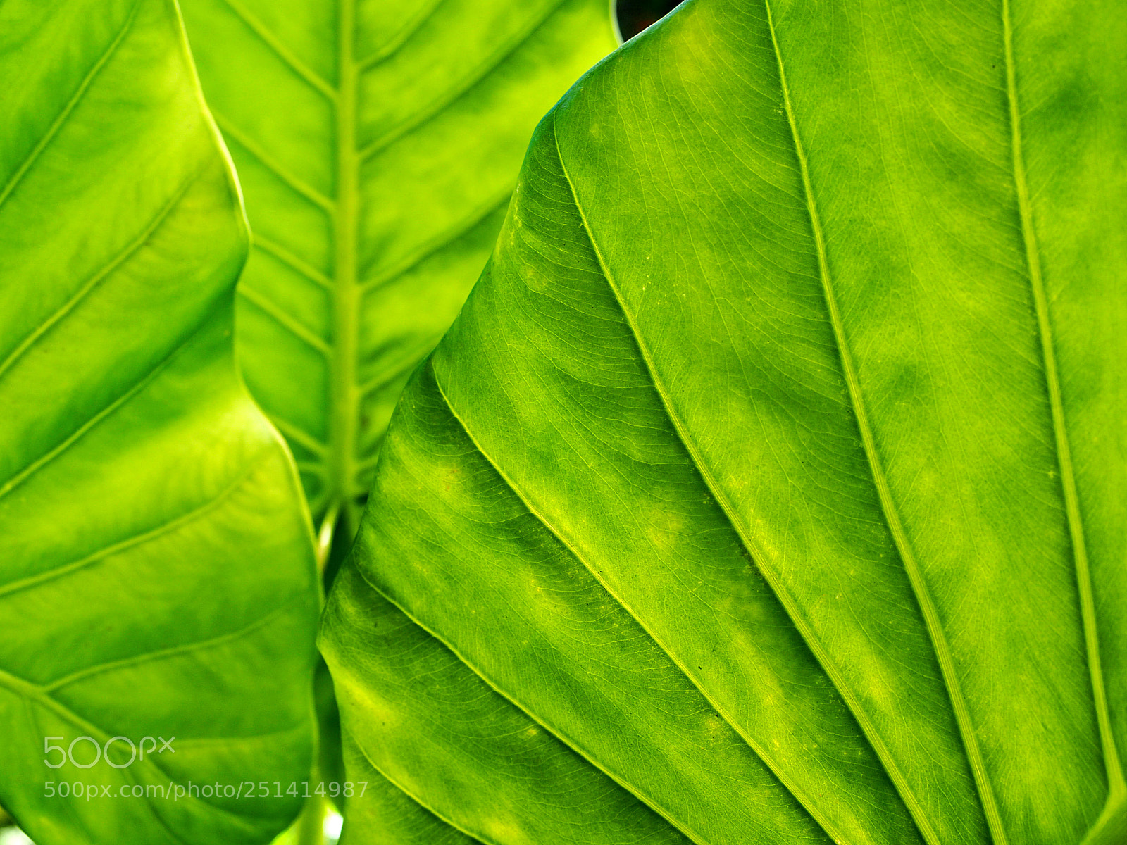 Olympus OM-D E-M5 II sample photo. Leaves photography