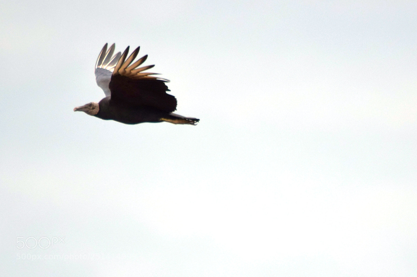 Nikon D5300 sample photo. "bonjumonbiju ;-)... photography