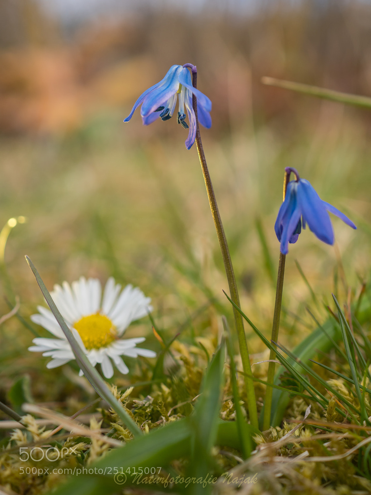 Olympus PEN-F sample photo. Squill and daisy photography