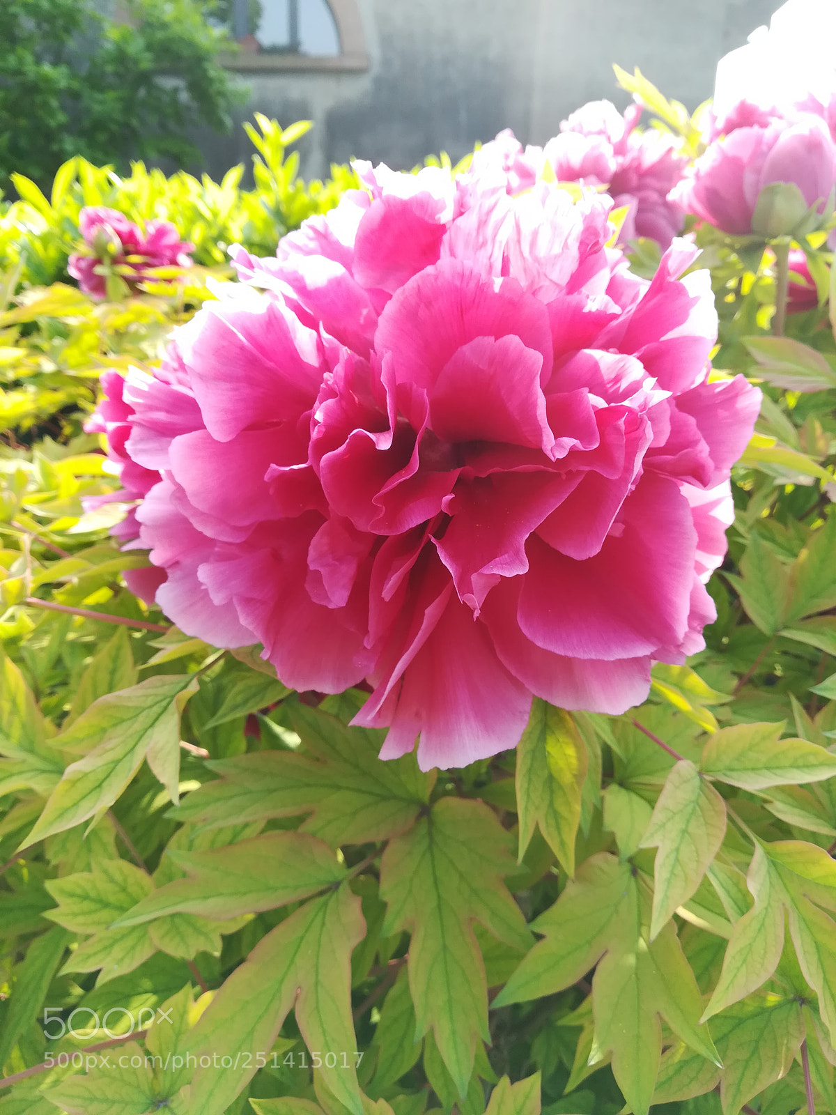 HUAWEI PRA-LX1 sample photo. Flower photography