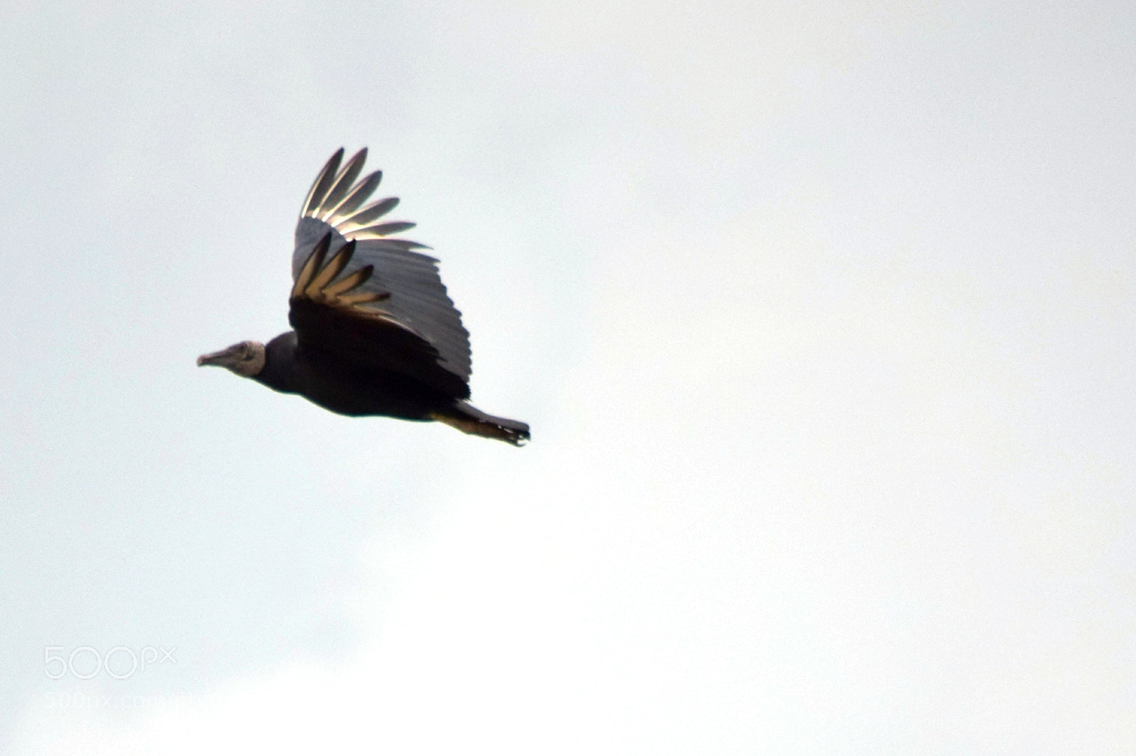 Nikon D5300 sample photo. ... photography