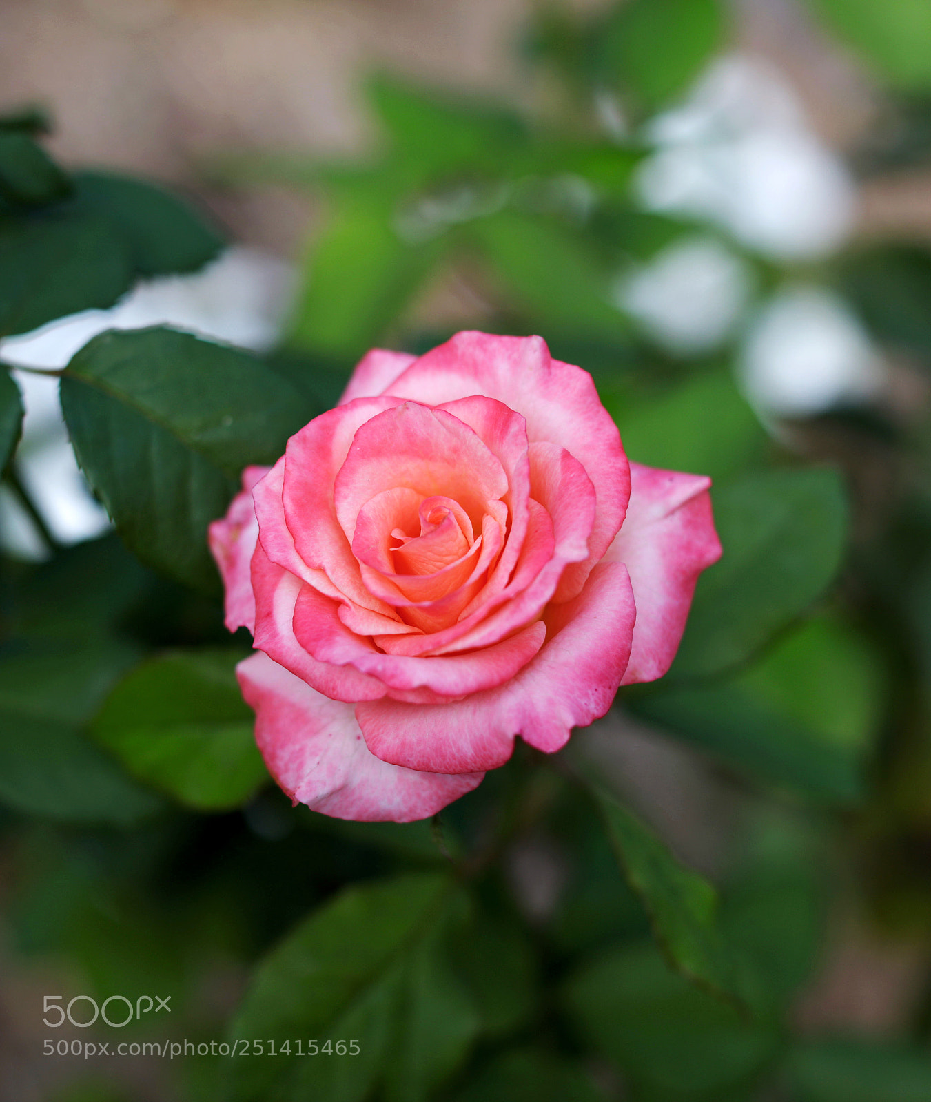 Canon EOS 5DS sample photo. Rosw photography