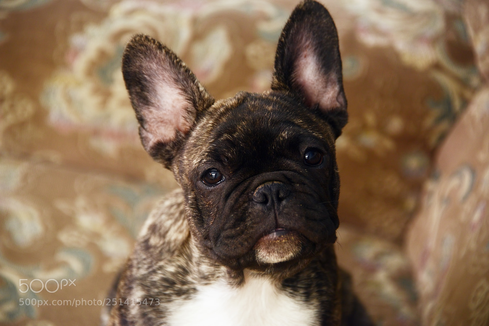 Nikon D800 sample photo. French bulldog puppy photography