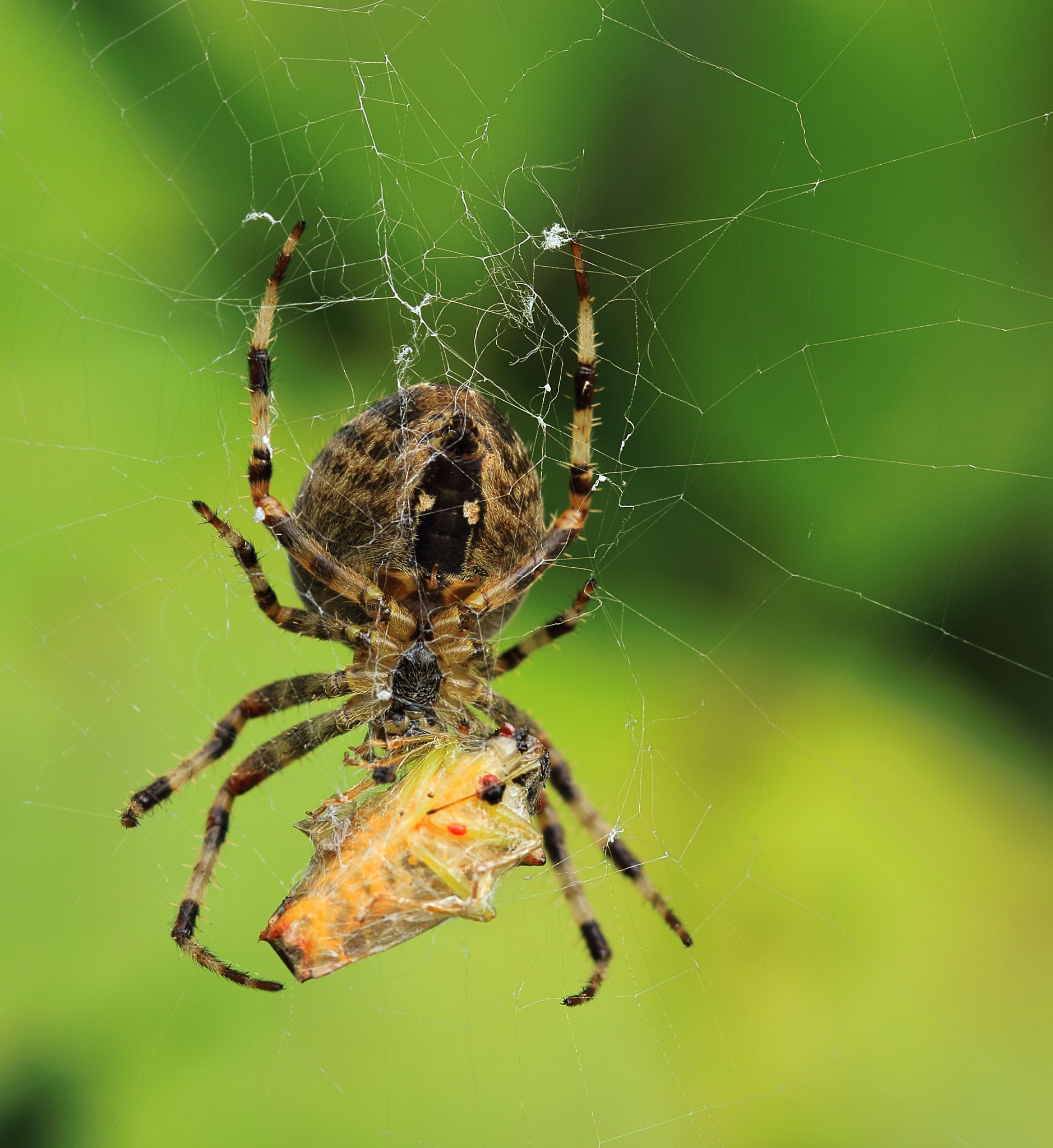 Canon EF 100mm F2.8 Macro USM sample photo. Mmm dinner! photography