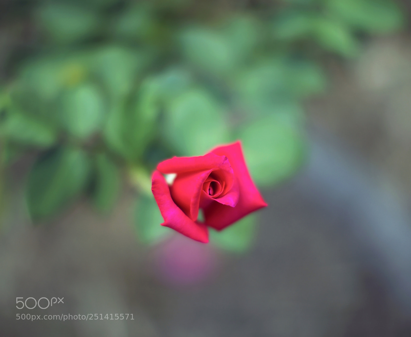 Canon EOS 5DS sample photo. Rose photography