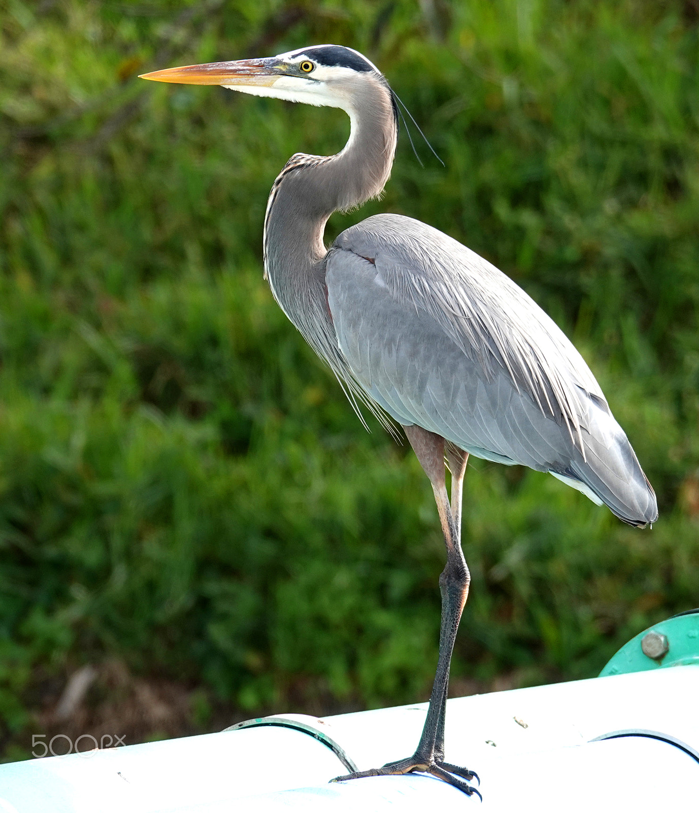 Sony Cyber-shot DSC-RX10 IV sample photo. Birds photography