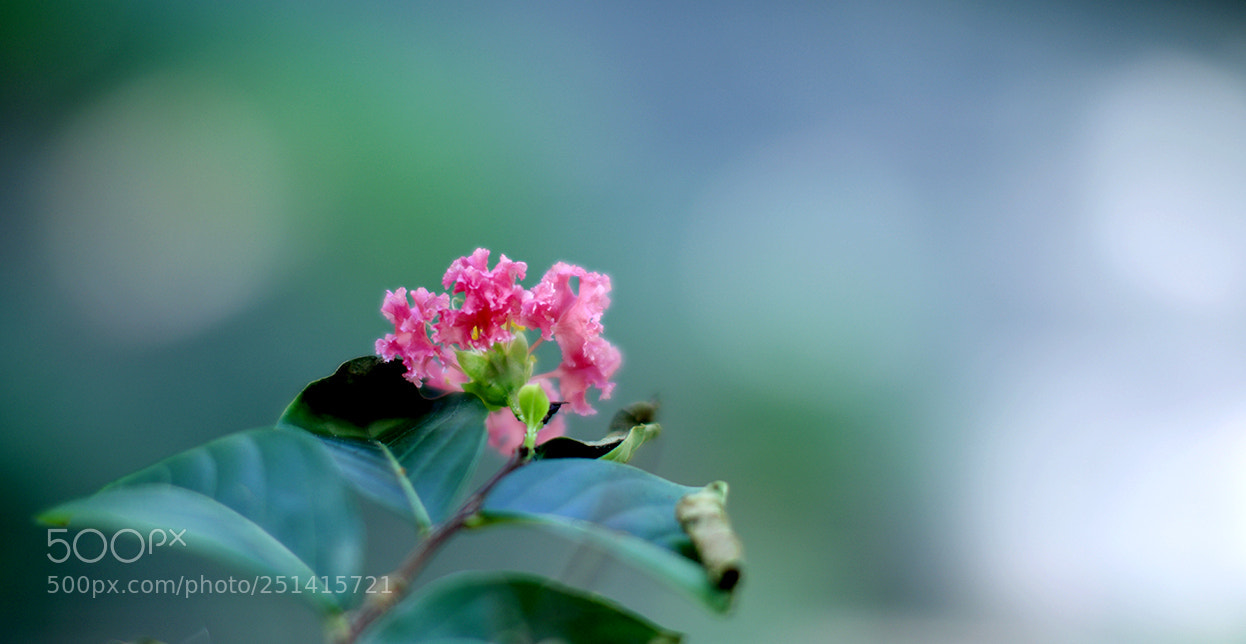 Canon EOS 5DS sample photo. Flower photography